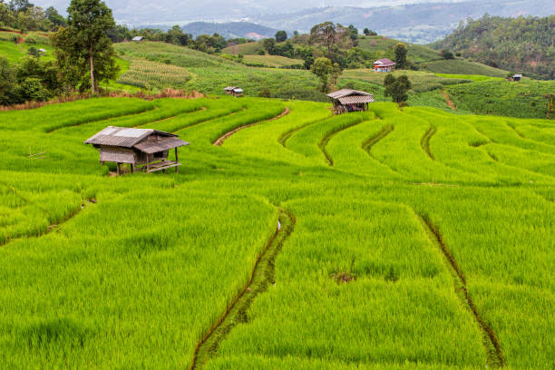 istock Green Terraced Rice Field in Pa Pong Pieng 1008831358