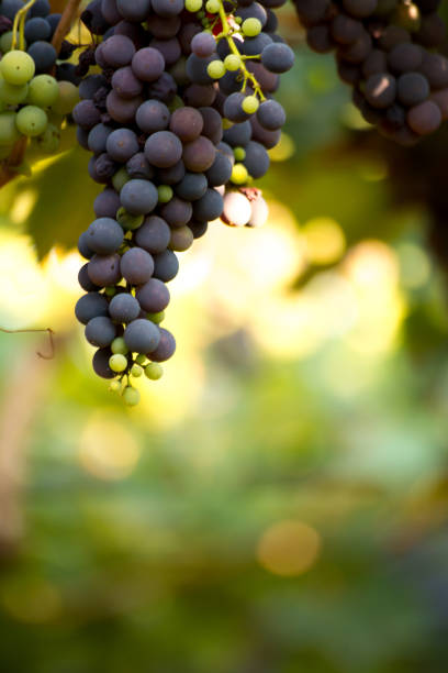 istock Close Up of Grapes in August Before the Grape Harvest. Italy 1008831430