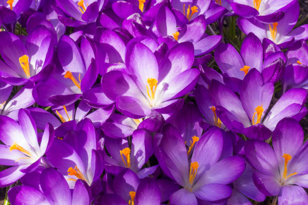 istock Field of violet crocus saffron in springtime seen from close 1008831588