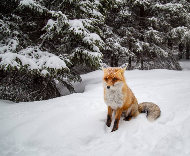 istock Beautiful wild red fox in the mountains, with fresh snow and mist 1008831716