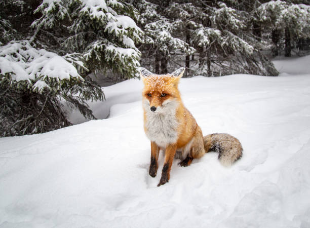 istock Beautiful wild red fox in the mountains, with fresh snow and mist 1008831728