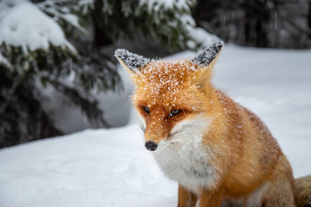 istock Beautiful wild red fox in the mountains, with fresh snow and mist 1008831748