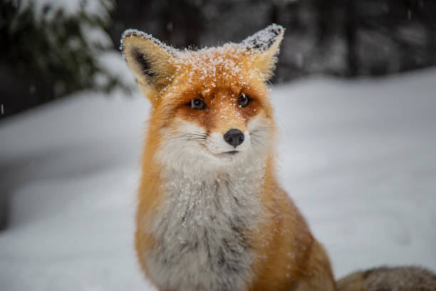 istock Beautiful wild red fox in the mountains, with fresh snow and mist 1008831776