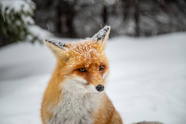 istock Beautiful wild red fox in the mountains, with fresh snow and mist 1008831778