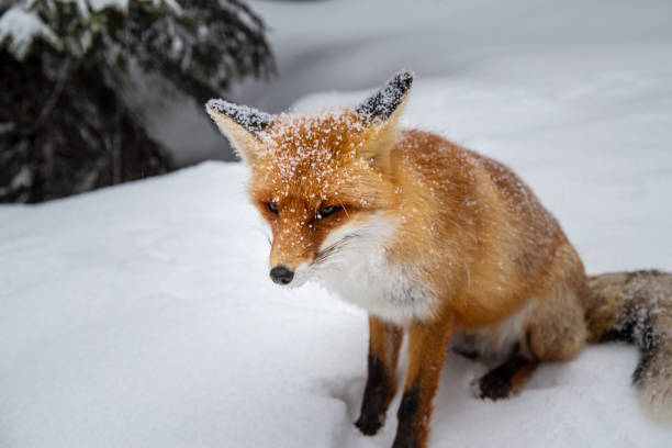 istock Beautiful wild red fox in the mountains, with fresh snow and mist 1008831798