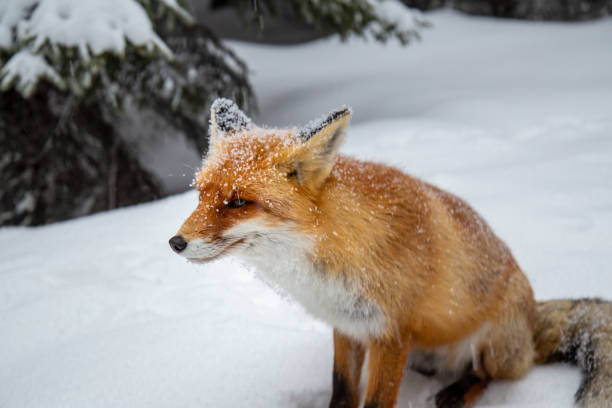 istock Beautiful wild red fox in the mountains, with fresh snow and mist 1008831824