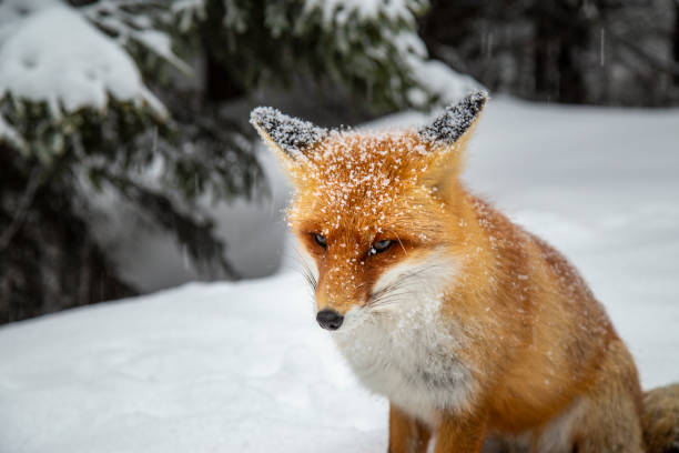 istock Beautiful wild red fox in the mountains, with fresh snow and mist 1008831826