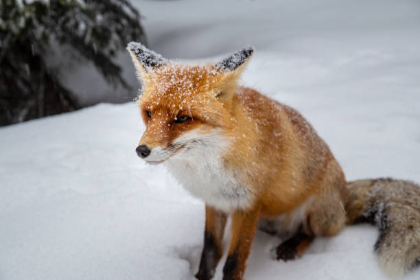 istock Beautiful wild red fox in the mountains, with fresh snow and mist 1008831828