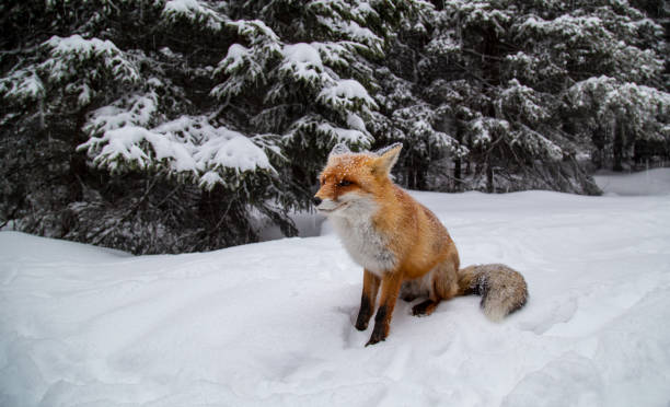 istock Beautiful wild red fox in the mountains, with fresh snow and mist 1008831836