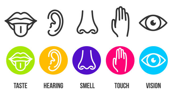 Creative vector illustration line icon set of five human senses. Vision, hearing, smell, touch, taste isolated on transparent background. Art design nose, eye, hand, ear, mouth with tongue element Creative vector illustration line icon set of five human senses. Vision, hearing, smell, touch, taste isolated on transparent background. Art design nose, eye, hand, ear, mouth with tongue element. visual sense stock illustrations