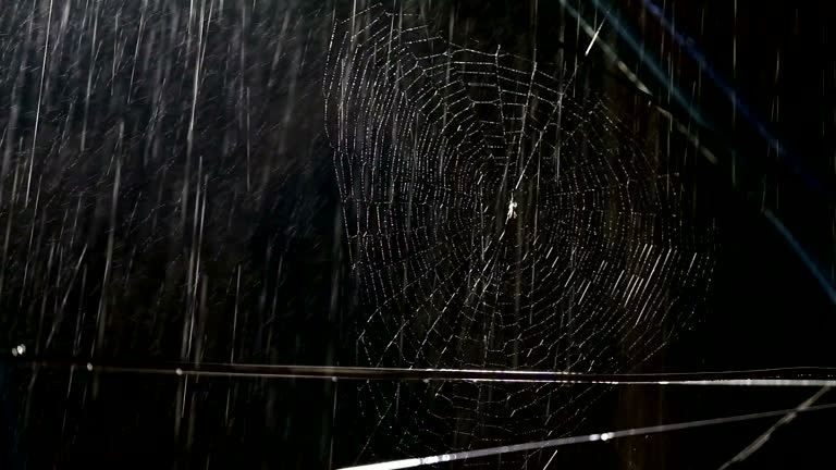 Spider Strand 20,100+ Spider Web Stock Videos and Royalty-Free Footage - iStock