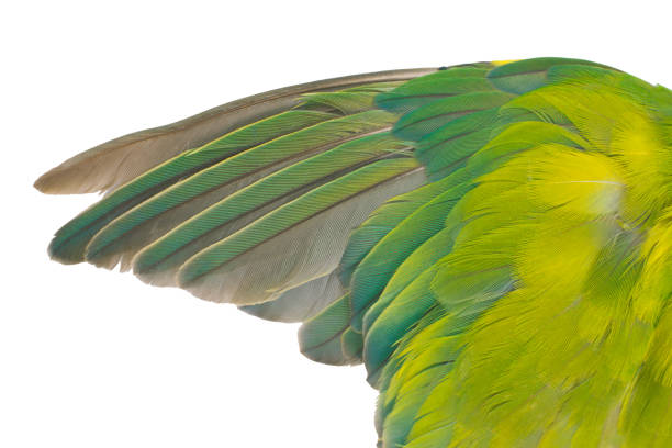 Beautiful wing lovebird feather isolated on white background with chipping path