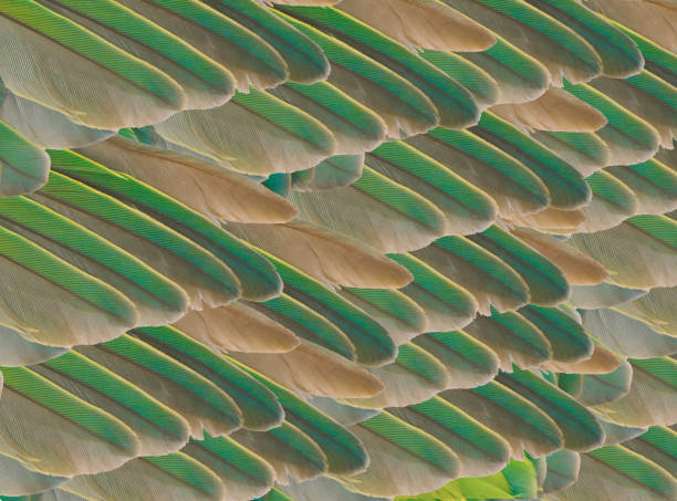 istock Soft focus close up beautiful wing lovebird feather background 1008840076