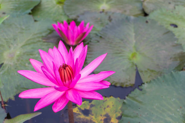 istock Pink lotus with the leaf background under sunlight 1008845166
