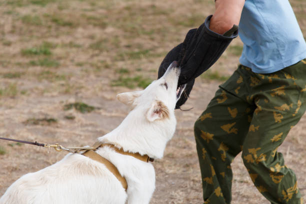 istock The instructor conducts the lesson with the white Swiss shepherd dog 1008845304
