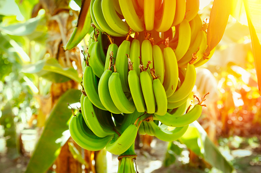Bunch of bananas at banana plantation