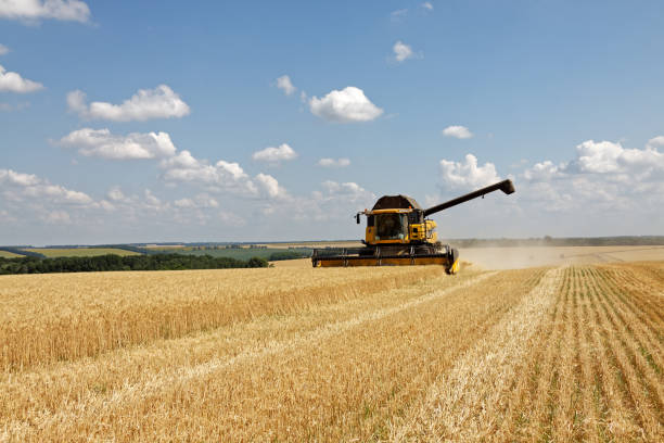 istock Combine harvester working on a wheat field 1008848238
