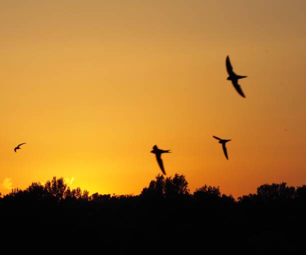 istock Sunset over Avignon, France 1008848442