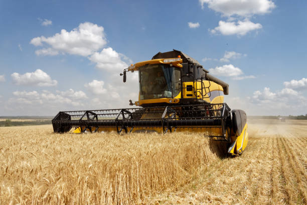 Combine harvester working on a wheat field Combine harvests wheat on a field in sunny summer day combine harvester stock pictures, royalty-free photos & images