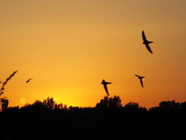 istock Sunset over Avignon, France 1008848614
