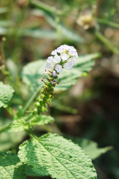 istock Heliotropium indicum flower in nature garden 1008852046