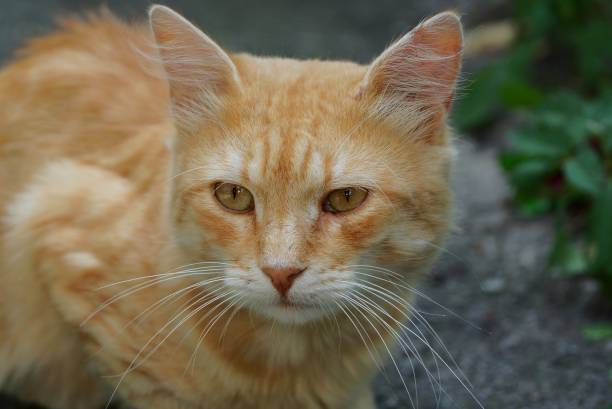 istock big red cat sitting and looking at the street 1008856818