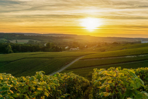 champagne vineyards at sunset montagne de reims - montagne sol imagens e fotografias de stock