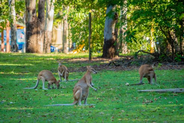 Group of wallabies in a camp site in Australia stock photo