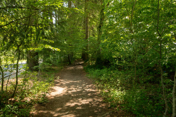 istock Forest on the Camino de Santiago by Roncesvalles 1008861166
