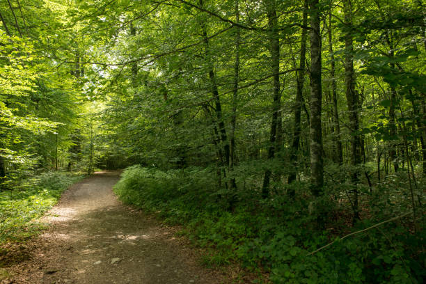 istock Forest on the Camino de Santiago by Roncesvalles 1008861278