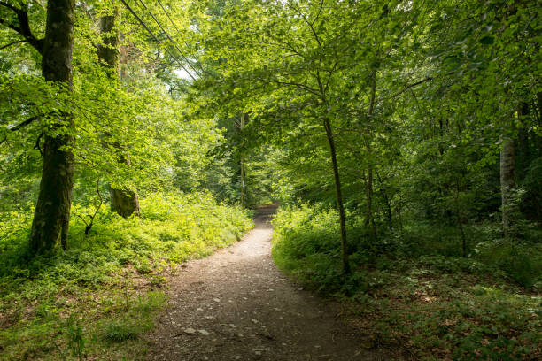 istock Forest on the Camino de Santiago by Roncesvalles 1008861976