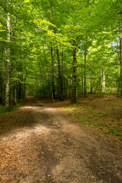 istock Forest on the Camino de Santiago by Roncesvalles 1008863340