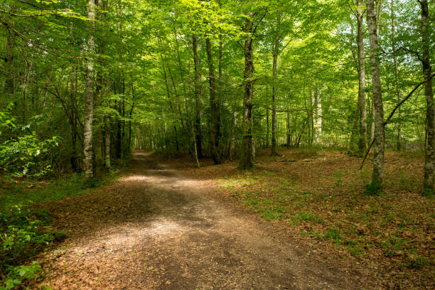istock Forest on the Camino de Santiago by Roncesvalles 1008863358