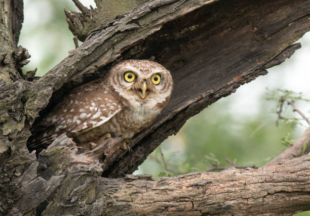 Spotted owlet the amazing look of spotted owl in nest animal nest photos stock pictures, royalty-free photos & images