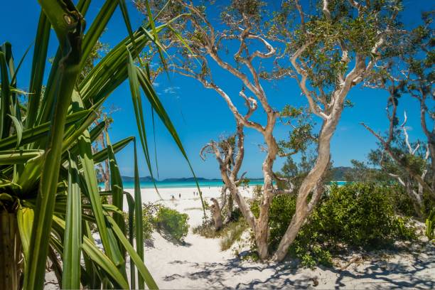 istock Whitehaven heaven paradise beach in Australia in the summer 1008864276