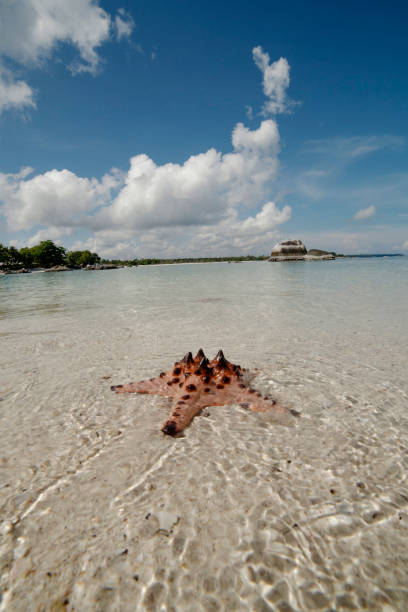 istock Starfish on a tropical beach, Beitung Island, Indonesia 1008864344
