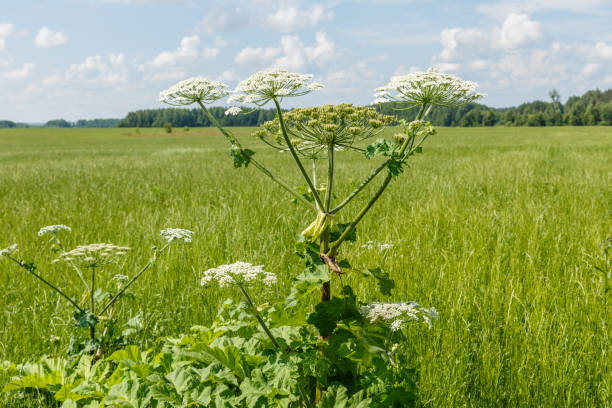 istock cow parsnip blooms 1008867512