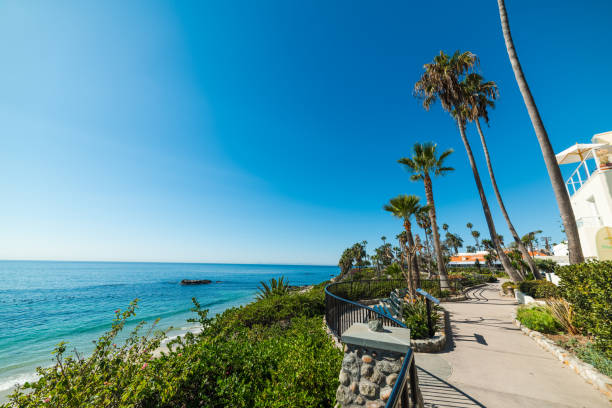 istock Plants by the sea in Laguna Beach 1008867690