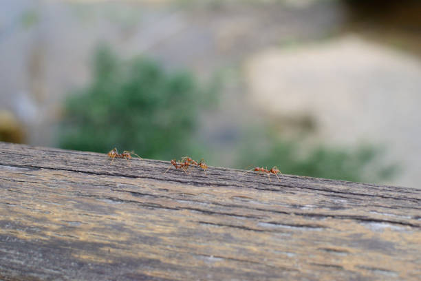 180+ Fotos, Bilder und lizenzfreie Bilder zu Wanderameisen iStock