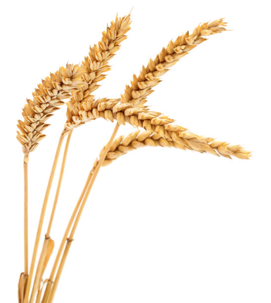 istock Ears of wheat. 1008870740