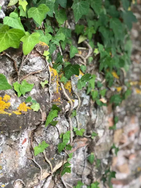 Ivy growing on an old stone wall of an old ruins