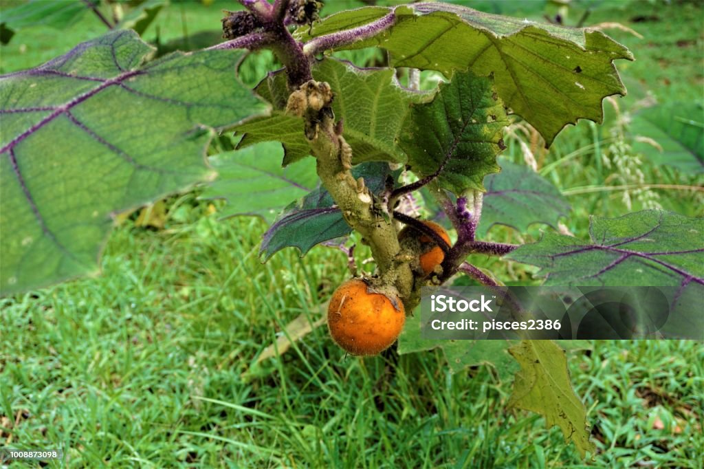 Solanum quitoense fruit in Juan Castro Blanco National Park Solanum quitoense fruit in Juan Castro Blanco National Park, Costa Rica Solanum Stock Photo