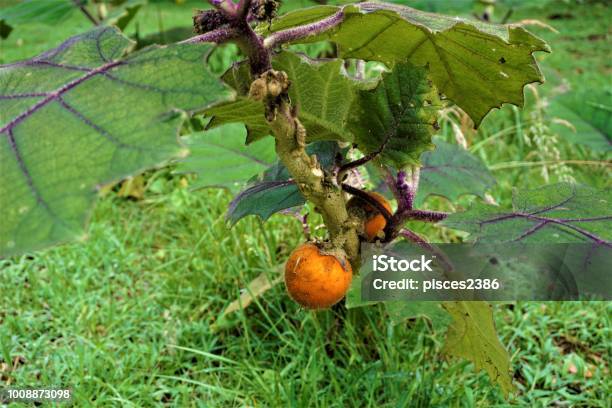 Solanum Quitoense Fruit In Juan Castro Blanco National Park Stock Photo - Download Image Now