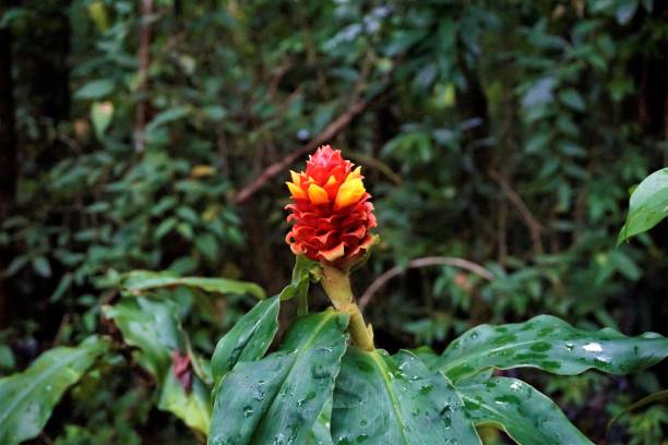 Costus barbatus blossom in the Curicancha Reserve Costus barbatus blossom in the Curicancha Reserve, Costa Rica costus stock pictures, royalty-free photos & images