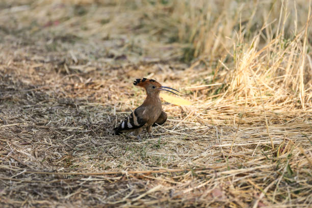 Animal, Animal Head, Beak, Cricket - Insect, Eating