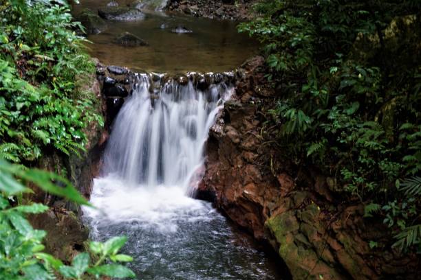 몬테 베르데 구름 숲에 있는 작은 폭포 - costa rica waterfall heaven rainforest 뉴스 사진 이미지