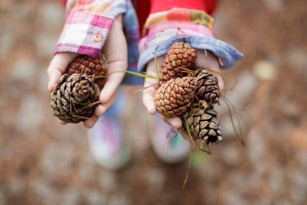 istock Child's Hands with a Bunch of Fresh Pine Cones 1008876076