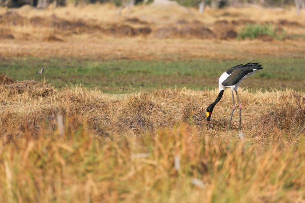 istock Wattled crane in the savannah - Botswana 1008876204