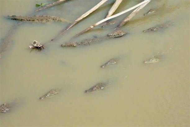 istock View on the crocodiles in the Tarcoles river 1008876372