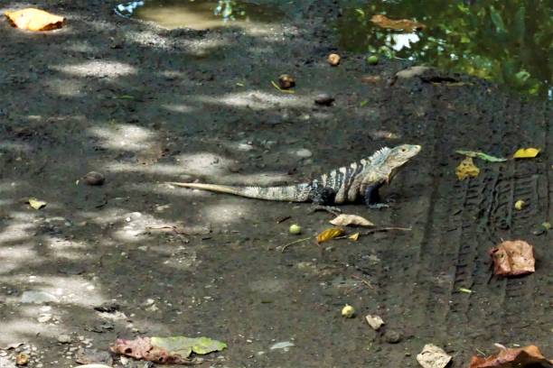 istock Black spiny-tailed iguana sitting on a trail 1008876704